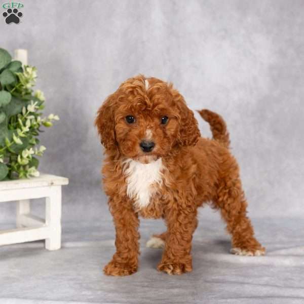 Trooper F1B, Cavapoo Puppy